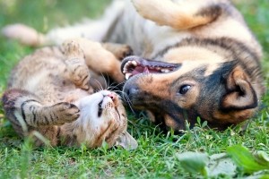 Scheidung: Aber wem gehören Hund und Katze?